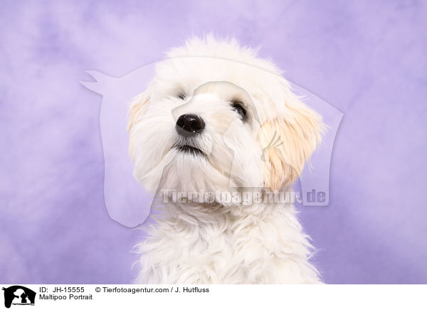 Maltipoo Portrait / JH-15555