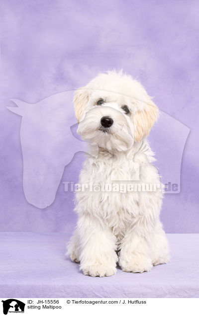 sitzender Maltipoo / sitting Maltipoo / JH-15556