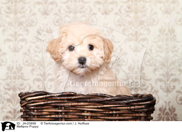 Maltipoo Welpe / Maltipoo Puppy / JH-20898