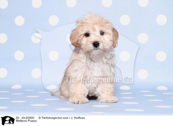 Maltipoo Welpe / Maltipoo Puppy / JH-20900
