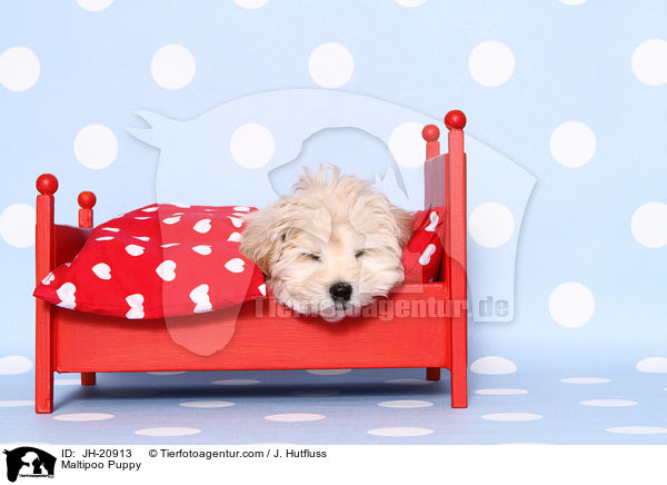 Maltipoo Welpe / Maltipoo Puppy / JH-20913