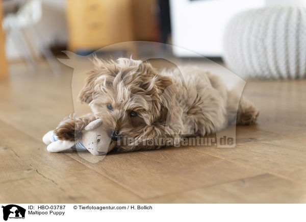 Maltipoo Welpe / Maltipoo Puppy / HBO-03787