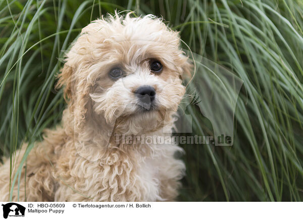 Maltipoo Welpe / Maltipoo Puppy / HBO-05609