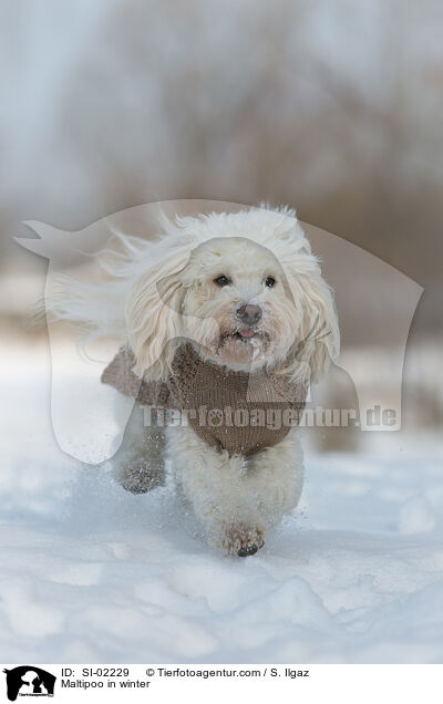 Maltipoo im Winter / Maltipoo in winter / SI-02229