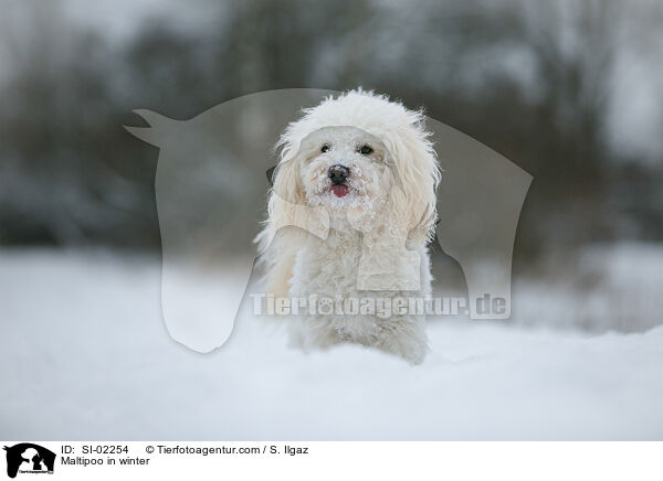 Maltipoo in winter / SI-02254