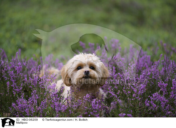 Maltipoo / Maltipoo / HBO-06209