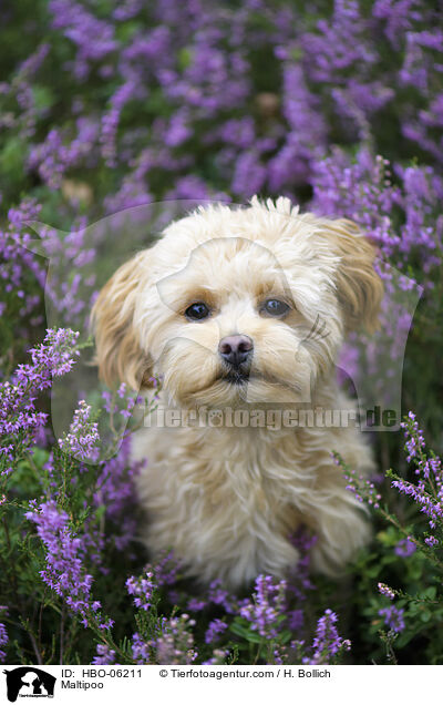 Maltipoo / Maltipoo / HBO-06211