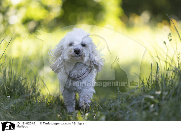 Maltipoo / Maltipoo / SI-02549