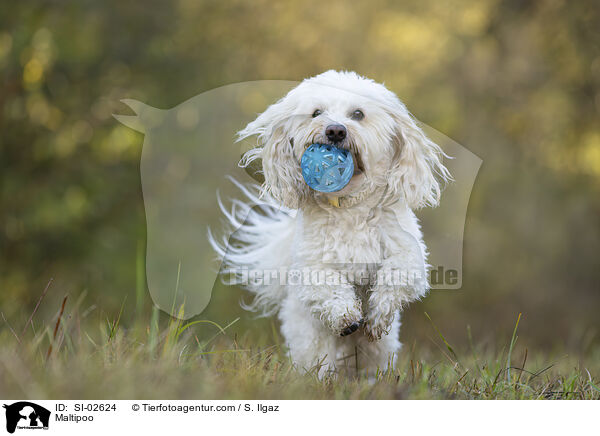 Maltipoo / SI-02624
