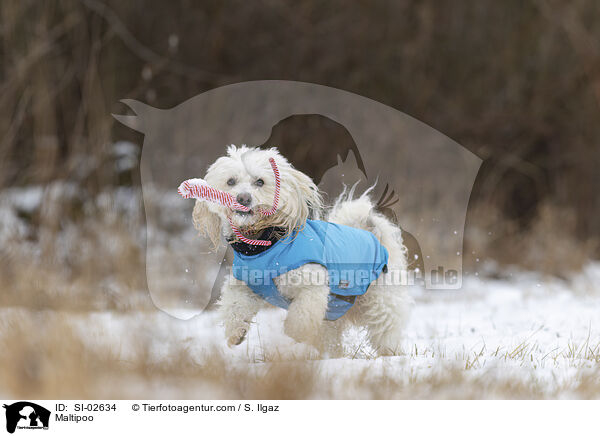 Maltipoo / Maltipoo / SI-02634