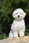 sitting Maltipoo