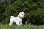 Maltipoo