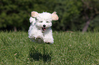 jumping Maltipoo