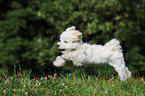 jumping Maltipoo