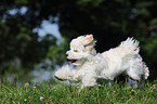 running Maltipoo