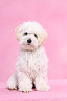 sitting Maltipoo