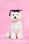 sitting Maltipoo