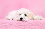 lying Maltipoo