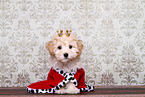 Maltipoo Puppy