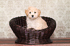 Maltipoo Puppy