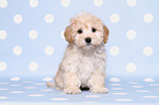 Maltipoo Puppy