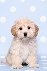 Maltipoo Puppy