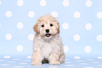 Maltipoo Puppy