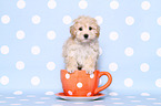 Maltipoo Puppy