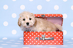 Maltipoo Puppy