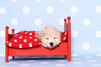 Maltipoo Puppy