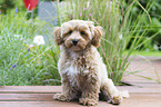 Maltipoo Puppy