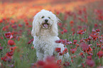 Maltipoo in the poppy field