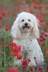Maltipoo in the poppy field