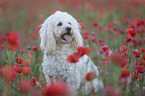 Maltipoo in the poppy field