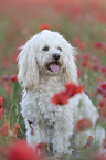 Maltipoo in the poppy field