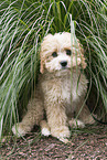 Maltipoo Puppy