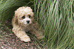 Maltipoo Puppy