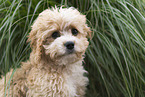 Maltipoo Puppy