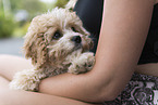 Maltipoo Puppy