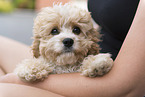 Maltipoo Puppy