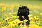 Maltipoo in summer