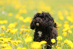 Maltipoo in summer