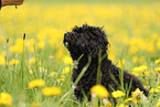 Maltipoo in summer