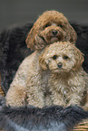 Maltipoo