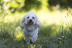 Maltipoo
