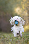 Maltipoo