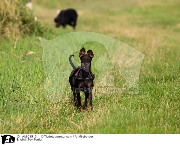 English Toy Terrier / English Toy Terrier / AM-01516