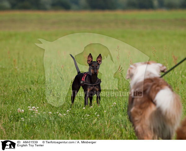 English Toy Terrier / English Toy Terrier / AM-01539