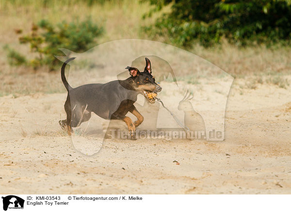 English Toy Terrier / KMI-03543