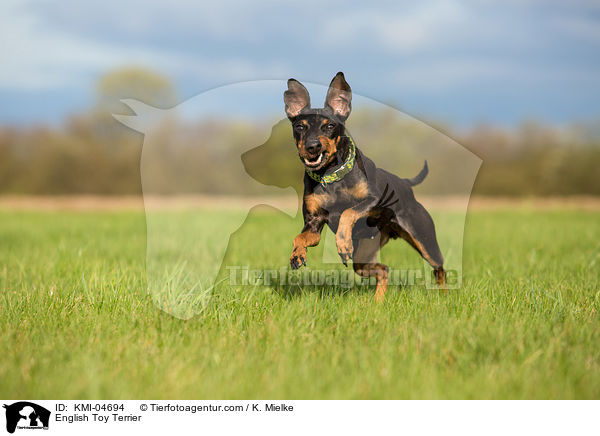 English Toy Terrier / KMI-04694